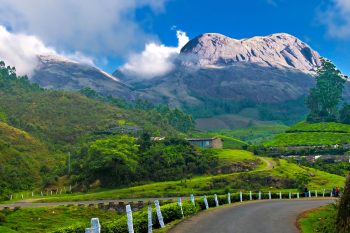 Munnar-UnCrushed-Leaves